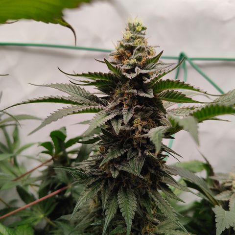Orange Hippo 🍊🦛 #3 growlog timeline photo