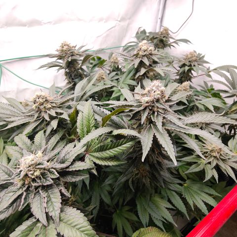 Orange Hippo 🍊🦛 #3 growlog timeline photo
