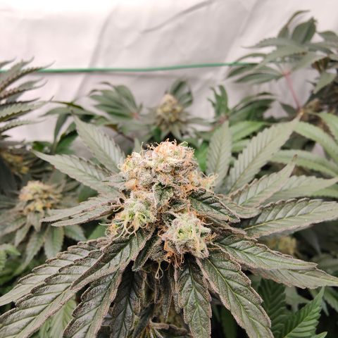 Orange Hippo 🍊🦛 #3 growlog timeline photo