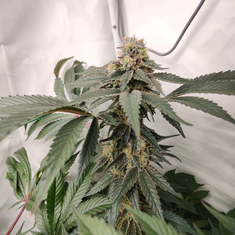 Orange Hippo 🍊🦛 #3 growlog timeline photo