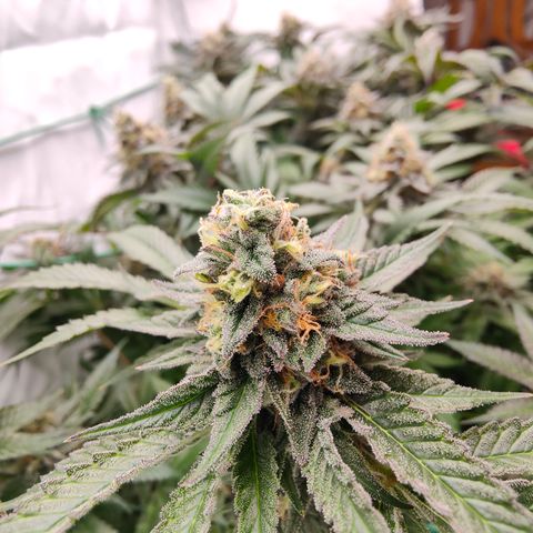 Orange Hippo 🍊🦛 #3 growlog timeline photo