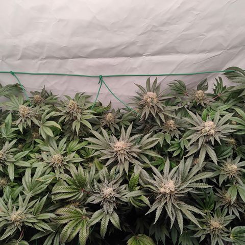 Orange Hippo 🍊🦛 #3 growlog timeline photo