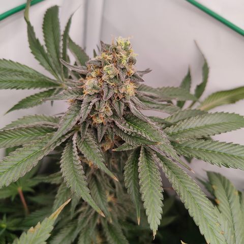 Orange Hippo 🍊🦛 #3 growlog timeline photo