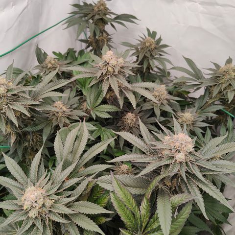 Orange Hippo 🍊🦛 #3 growlog timeline photo