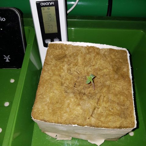 L.A AMNESIA #1 growlog timeline photo