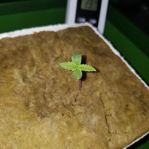 L.A AMNESIA #1 growlog timeline photo
