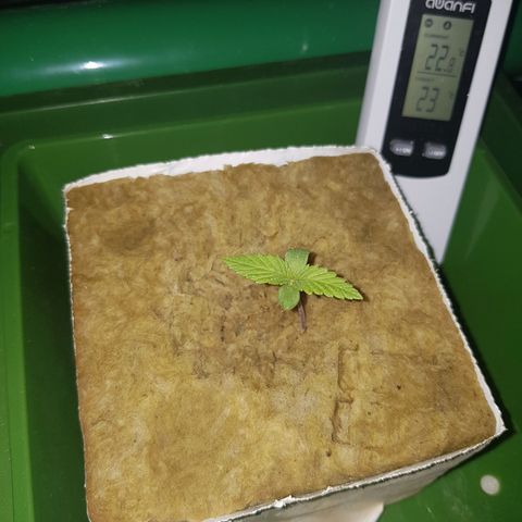 L.A AMNESIA #1 growlog timeline photo