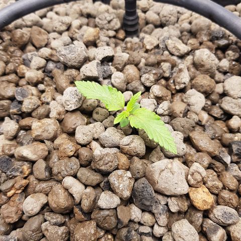 L.A AMNESIA #1 growlog timeline photo