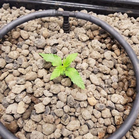 L.A AMNESIA #1 growlog timeline photo
