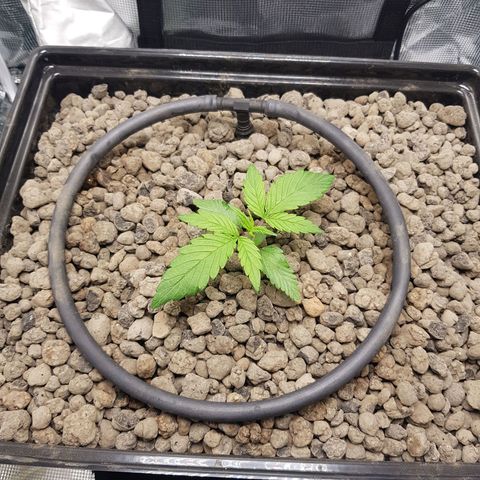 L.A AMNESIA #1 growlog timeline photo