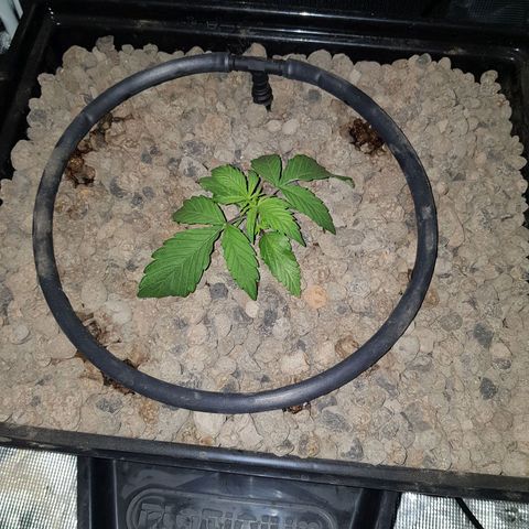 L.A AMNESIA #1 growlog timeline photo