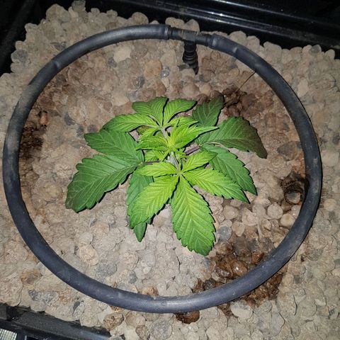 L.A AMNESIA #1 growlog timeline photo