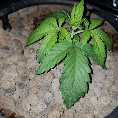 L.A AMNESIA #1 growlog timeline photo