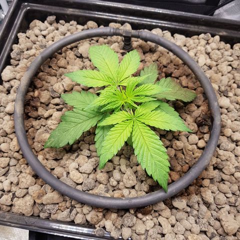L.A AMNESIA #1 growlog timeline photo
