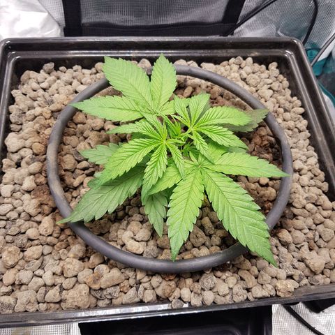 L.A AMNESIA #1 growlog timeline photo