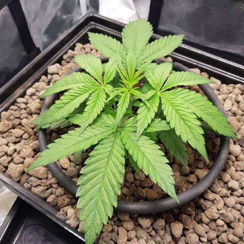 L.A AMNESIA #1 growlog timeline photo