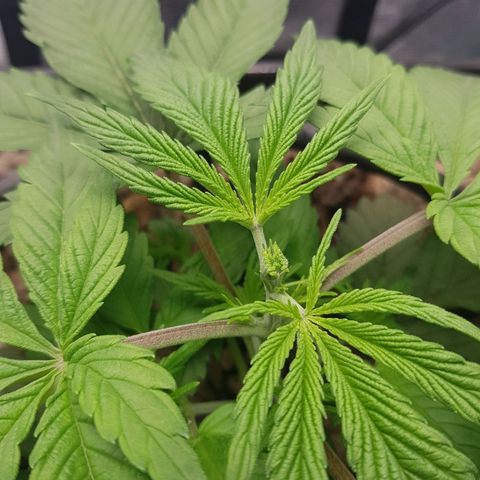 L.A AMNESIA #1 growlog photo: Taille FIM 