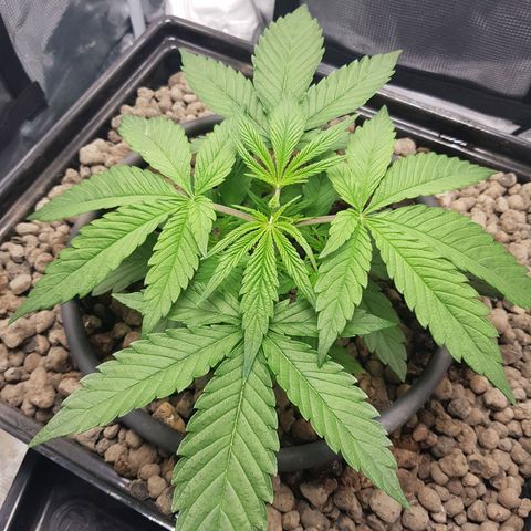 L.A AMNESIA #1 growlog timeline photo