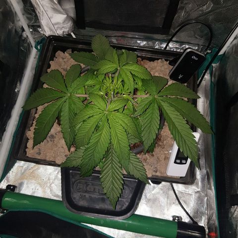 L.A AMNESIA #1 growlog timeline photo