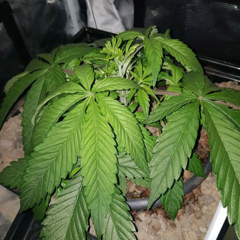 L.A AMNESIA #1 growlog timeline photo