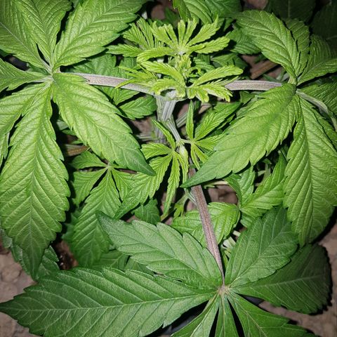 L.A AMNESIA #1 growlog timeline photo