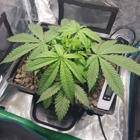 L.A AMNESIA #1 growlog timeline photo