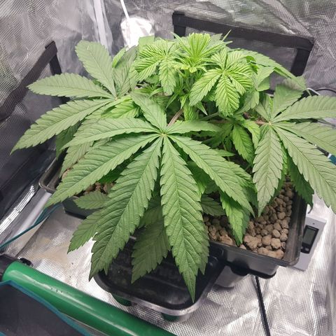 L.A AMNESIA #1 growlog timeline photo