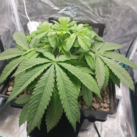 L.A AMNESIA #1 growlog timeline photo
