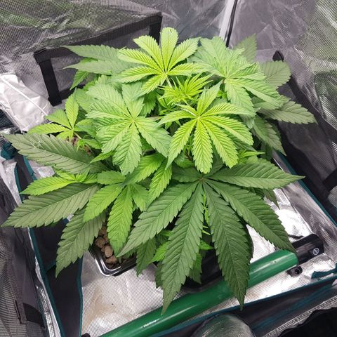 L.A AMNESIA #1 growlog timeline photo
