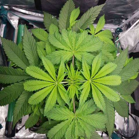 L.A AMNESIA #1 growlog timeline photo