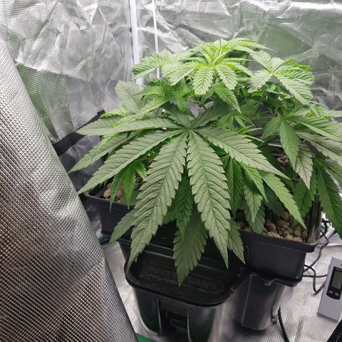 L.A AMNESIA #1 growlog timeline photo