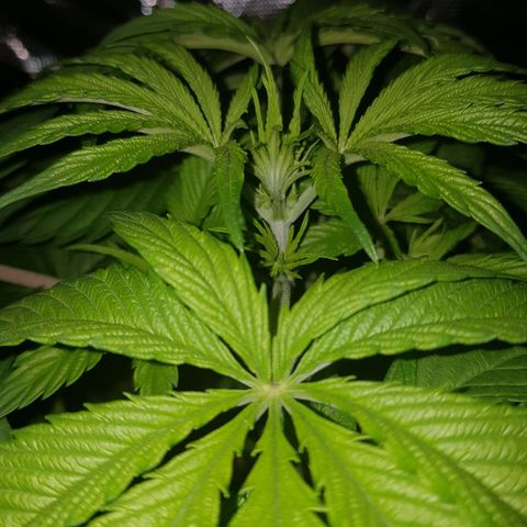 L.A AMNESIA #1 growlog photo: Confirmation du passage en floraison ♀️