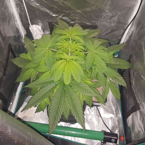 L.A AMNESIA #1 growlog timeline photo