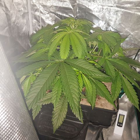 L.A AMNESIA #1 growlog timeline photo