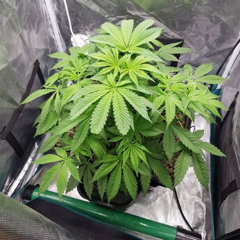 L.A AMNESIA #1 growlog timeline photo