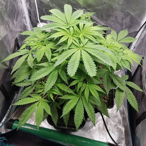 L.A AMNESIA #1 growlog timeline photo