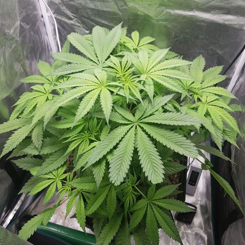 L.A AMNESIA #1 growlog timeline photo