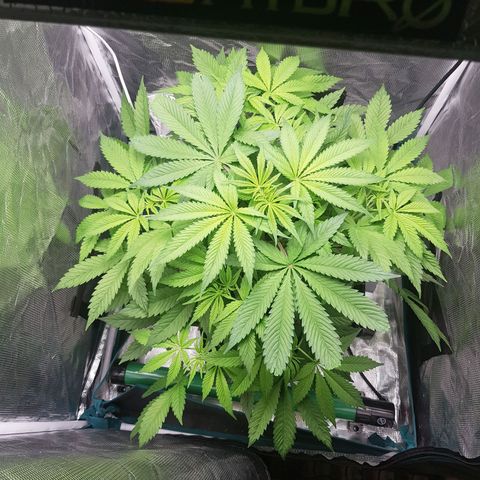 L.A AMNESIA #1 growlog timeline photo