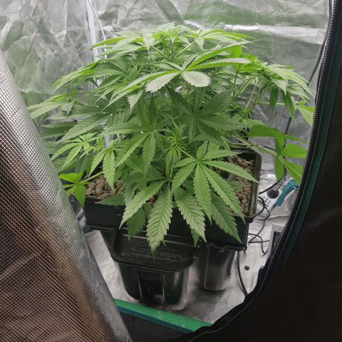 L.A AMNESIA #1 growlog timeline photo