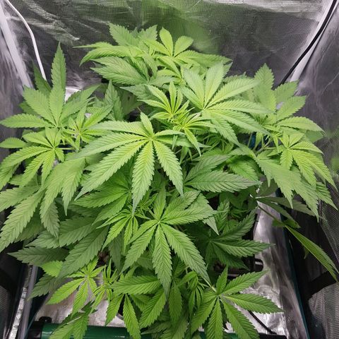 L.A AMNESIA #1 growlog timeline photo