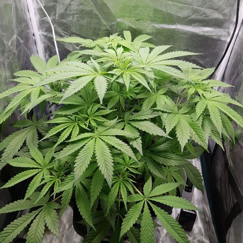 L.A AMNESIA #1 growlog timeline photo