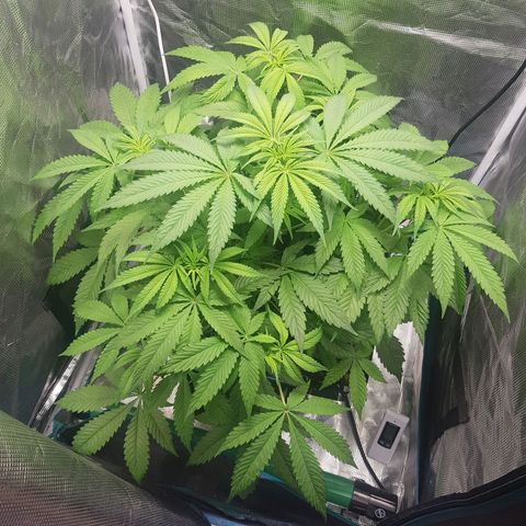 L.A AMNESIA #1 growlog timeline photo