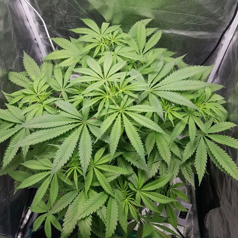 L.A AMNESIA #1 growlog timeline photo