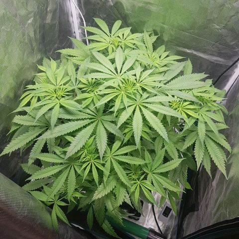 L.A AMNESIA #1 growlog timeline photo