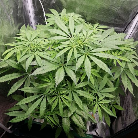 L.A AMNESIA #1 growlog timeline photo
