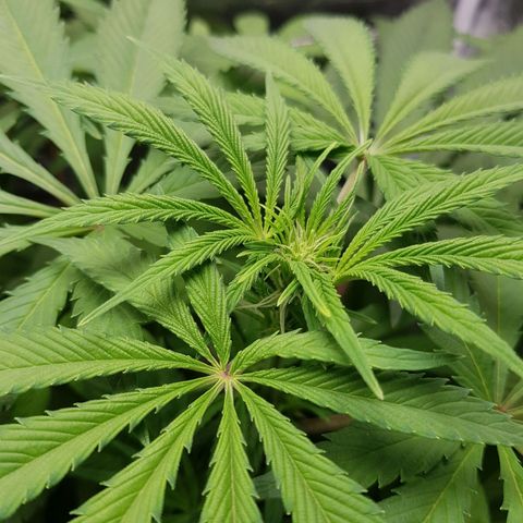 L.A AMNESIA #1 growlog timeline photo