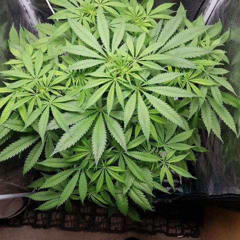 L.A AMNESIA #1 growlog timeline photo