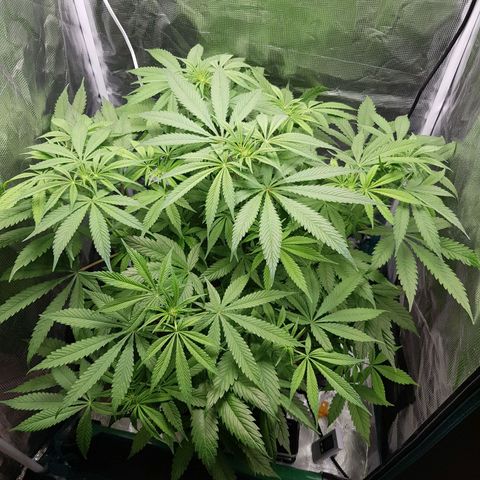 L.A AMNESIA #1 growlog timeline photo