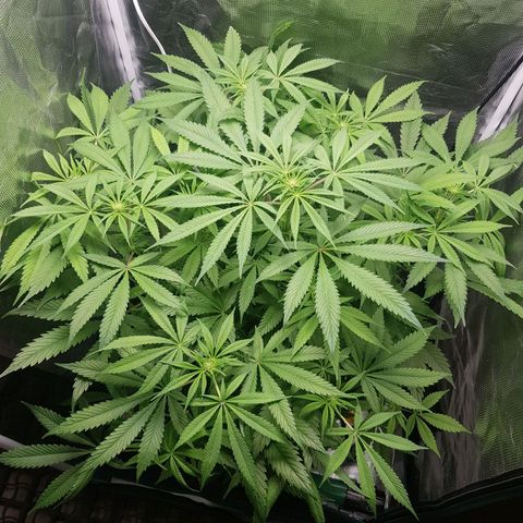 L.A AMNESIA #1 growlog timeline photo