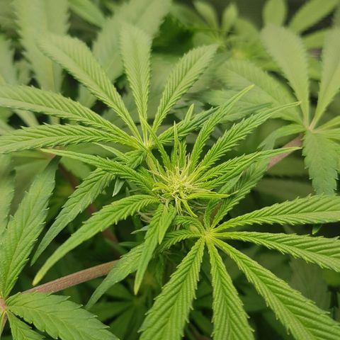 L.A AMNESIA #1 growlog timeline photo